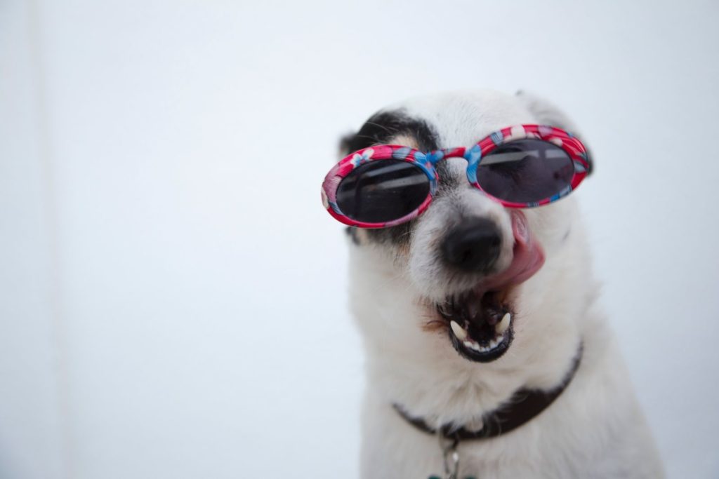 dog licking chops with sun glasses